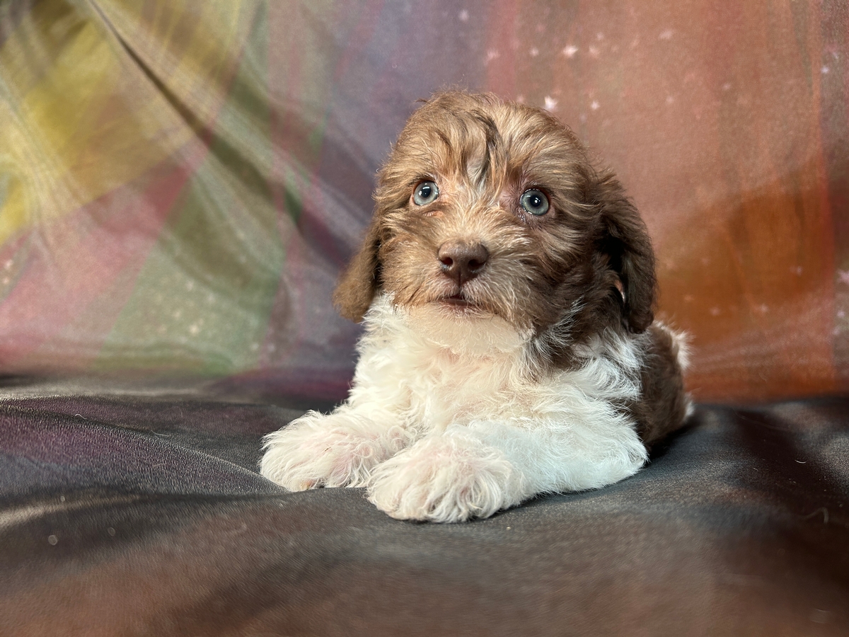 Female Chocolate and White Schnoodle Puppy for Sale DOB 12-8-2024 $950